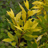 Laurus Plant - Nobilis Aureus
