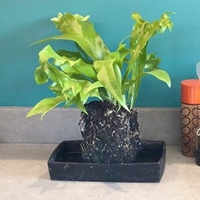 Lava Plant - Microsorum Punctatum Green Flame