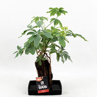 Lava Plant - Schefflera