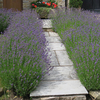 Lavandula angustifolia Hidcote Potted Plants - 10cm+ x 20