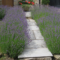 Lavandula angustifolia Hidcote Potted Plants - 10cm+ x 20