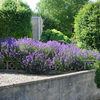Lavandula angustifolia Munstead Potted Plants - 10cm+ x 10