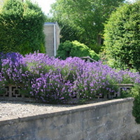 Lavandula angustifolia Munstead Potted Plants - 10cm+ x 10