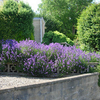 Lavandula angustifolia Munstead Potted Plants - 10cm+ x 20