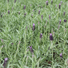 Lavandula stoechas Plant - Papillon