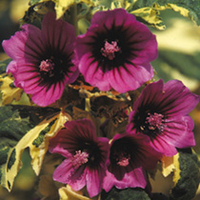 Lavatera Arborea Variegata Seeds