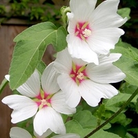 Lavatera Baby Barnsley