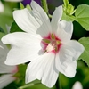 Lavatera Plant - Baby Barnsley