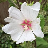 Lavatera Plant - Baby Barnsley
