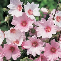 Lavatera Plant - Barnsley