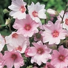 Lavatera Plant - Barnsley