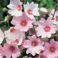 Lavatera Plant - Barnsley