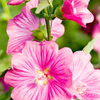 Lavatera Plant - Burgundy Wine