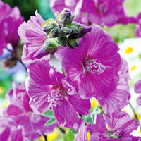 Lavatera Plant - Red Rum