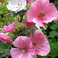 Lavatera Plant - Songbird
