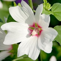 Lavatera Plants - Baby Barnsley