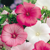 Lavatera Seeds - Beauty Mixed