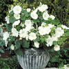 Lavatera Twins Seeds - Cool White
