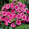 Lavatera Twins Seeds - Hot Pink