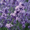 Lavender Angustifolia Melissa Lilac