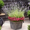 Lavender Angustifolia Platinum Blonde