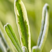 Lavender Angustifolia Platinum Blonde
