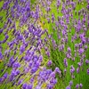 Lavender Duo Hidcote & Munstead