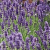 Lavender Duo Hidcote & Munstead