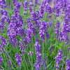 Lavender Duo Hidcote & Munstead