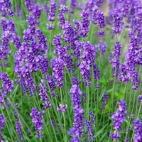 Lavender Duo Hidcote & Munstead