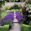 Lavender Hidcote