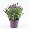 Lavender Plant - Anouk