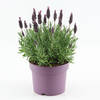 Lavender Plant - Anouk Dark Purple