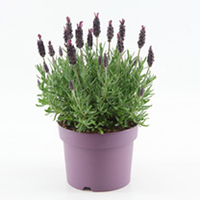 Lavender Plant - Anouk Dark Purple
