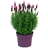 Lavender Plant - Anouk Pink