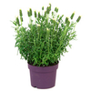 Lavender Plant - Anouk White