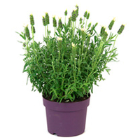 Lavender Plant - Anouk White