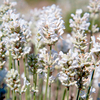 Lavender Plant - Arctic Snow