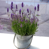Lavender Plant - Forever Blue