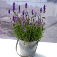 Lavender Plant - Forever Blue