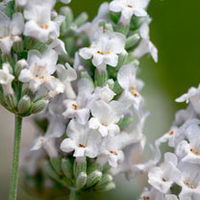 Lavender Plant - Heavenly Angel