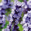 Lavender Plant - Hidcote