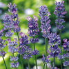 Lavender Plant - Little Lady