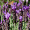 Lavender Plant - Lusi Purple