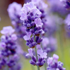 Lavender Plant - Mellisa Lilac