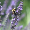 Lavender Plant - Phenomenal