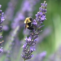 Lavender Plant - Phenomenal