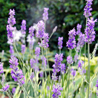 Lavender Plant - Platinum Blonde