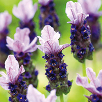 Lavender Plant - Rocky Road
