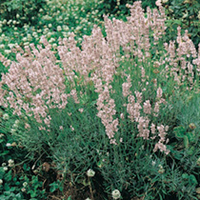Lavender Plant - Rosea